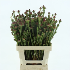 Leucad Jubilee Crown 60cm