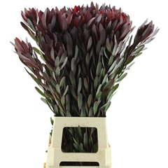 Leucad Safari Sunset 90cm