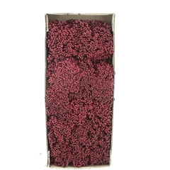 Schinus M Dec Bes Bs 30cm 200gram