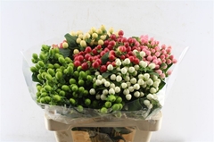 Hyp Coco Gem In Fust 65cm