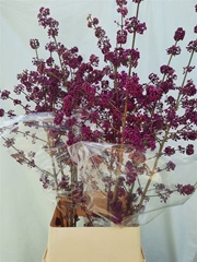Callicarpa Bod Profu 120cm