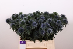 Eryn Scorpiu Questar 40cm