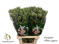 Eryn Mag Whit Lagoon 70cm