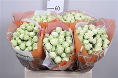 R Tr Green Glow 60cm 65+