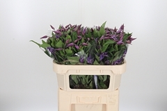 Clematis Amazing Rome 70cm 4