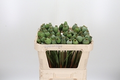Papav Som Zaaddozen 65cm