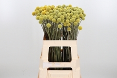 Craspedia 60cm