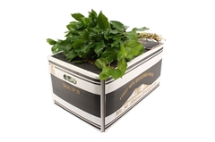 Gaultheria Shall Bs 45cm