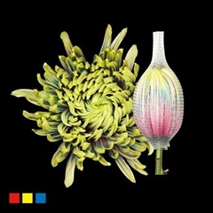 Chr G Stravina Hawai