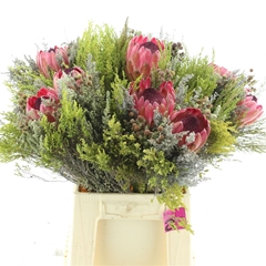 Protea Per Bunch 3 Punt 50cm