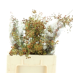 Rosa Corallo 60cm