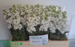 Matth Stx White 57cm 23