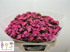 Di Barb S Will Pink 50cm 23