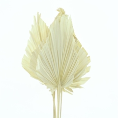 Droogbl Bewerkt H% 55cm