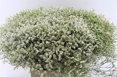 Lim Sin Sen Tip Top 70cm 30gram