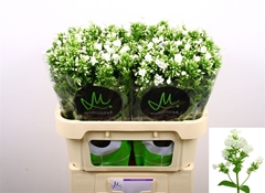 Phlox P Icecap 70cm 23