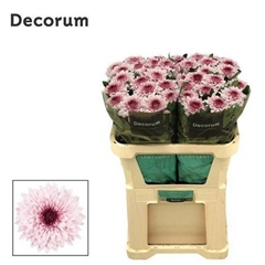 Chr G Pip Pretty 70cm 85gram