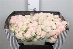 R Tr Happy Wedding 60cm 55+