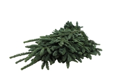Abies Nob Blauw Kilo 5000gram
