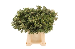 Querc Ov Bs 50cm 300gram