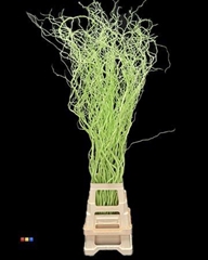 Salix 130cm Lime Green