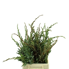 Juni Sq Meyeri Bs 40cm