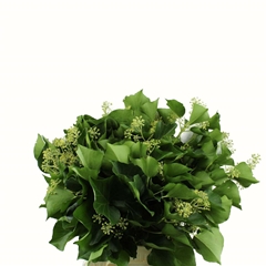 Hedera Other P Bs 55cm