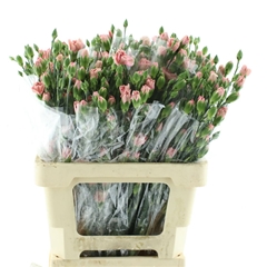 Di Tr Pink Amelie 65cm 23