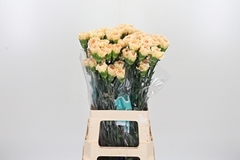Di St Crimea 70cm