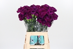 Di St Zafiro 65cm