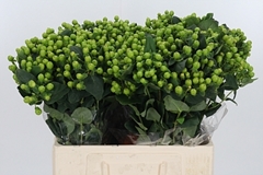 Hyper Mag Green Reviva 60cm