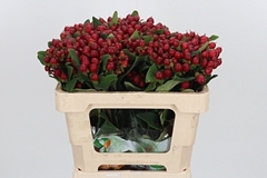 Hyp Mag Maroon 50cm
