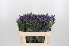 Clem Di Bl Pirouette 70cm