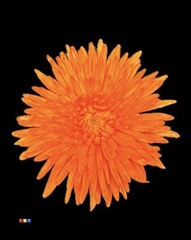 Chr G Topspin Orange