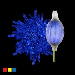 Chr G Stravina Blue