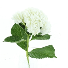 Hydr Other 60cm 24cm Ø