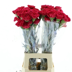 Di St Bizet 55cm 23