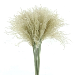 Xantorrhoea Ov P Bunch