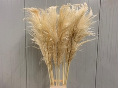 Cortaderia 140cm