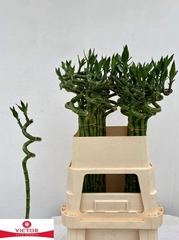 Lucky Bamboo Stem Spiral 80cm