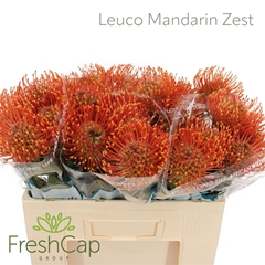 Leuco Ayoba Man Zest 40cm