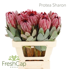 Protea Silvia 60cm