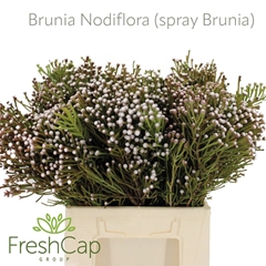 Brun Nodiflora 40cm