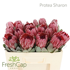 Protea Silvia 50cm