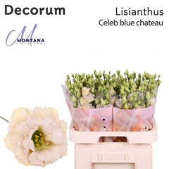 Eus G Blue Chateau 70cm