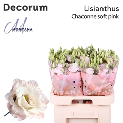 Eus G Chac Soft Pink 70cm