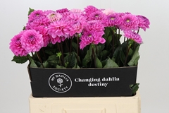 Dahl Dark Wizard 60cm