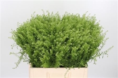Lepidium Vi Gwelo Green 45cm 9gram