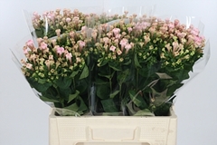 Bou En Sweet Jewel 60cm