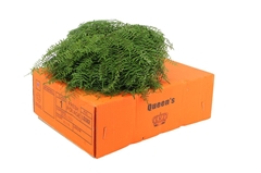 Gleichenia Dicarp Bs 25cm